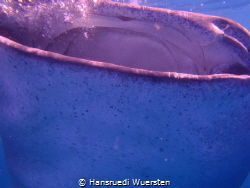 Big mouth Whalshark by Hansruedi Wuersten 